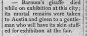 Barnum's giraffe died on exhibition at this city, and its mortal remains were taken to Austin