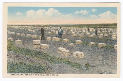 Espejo Farm: The Bermuda Onion Field